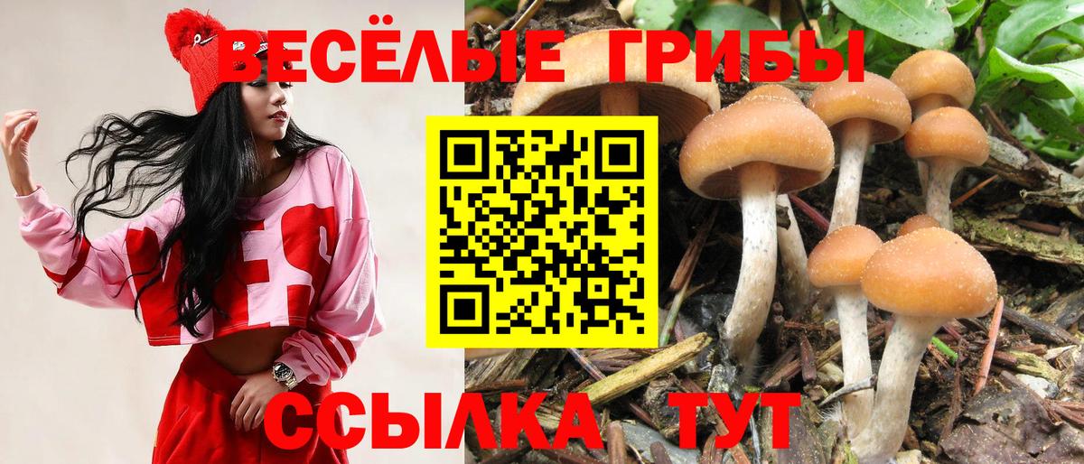 Дзержинский  Псилоцибиновые грибы Cubensis  Вход с VPN  Псилоцибиновые грибы мицелий 
